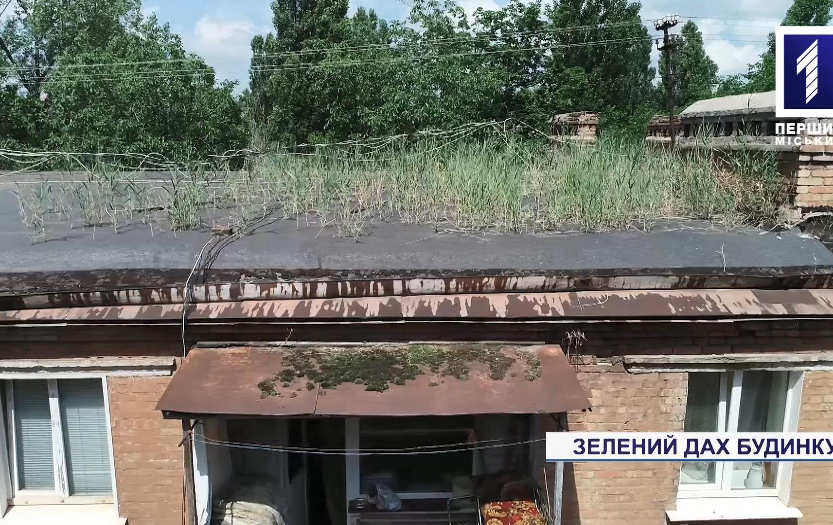 Очерет виріс на даху багатоквартирного будинку в Кривому Розі