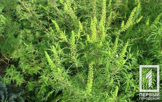 Сезонна алергія: як розпізнати