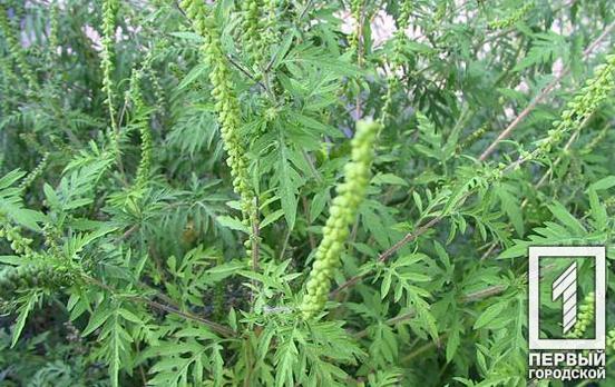 У Кривому Розі мешканцям приватного сектору нагадали про обов’язкове знищення амброзії