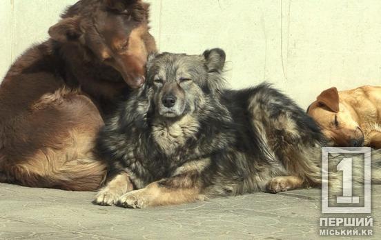 У школах Кривого Рогу впроваджуватимуть уроки про гуманне ставлення до тварин