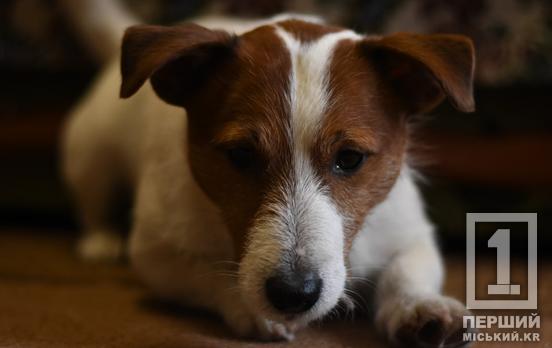 Без ланцюгів і жорстокості: в Україні планують змінити правила утримання тварин