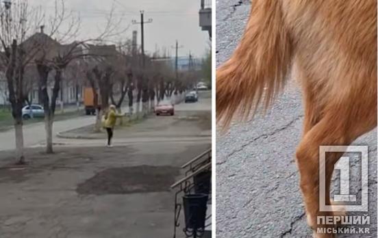 Вони не винні, що народилися безпородними і на вулиці: у Кривому Розі жінка стала стріляти по собаках