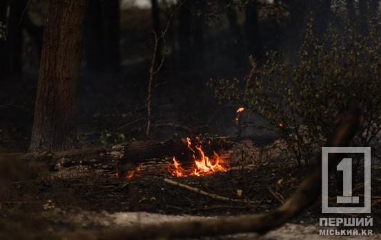Навмисний підпал = диверсія: від початку квітня Дніпропетровщина була у вогні понад 180 разів