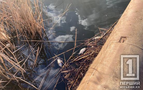 Пузиками на поверхні: у Кривому Розі на одній з водойм біда з рибою