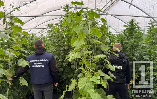 Наркотичний «город»: на Дніпропетровщині виявили та вилучили коноплі на 7 млн грн