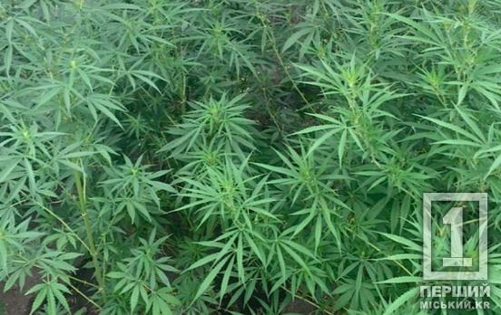 Протизаконні грядки: на Криворіжжі чоловік вирощував кущі, що дурманять