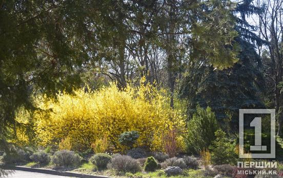 Весняна симфонія кольорів у Криворізькому ботанічному: квітують сакури, магнолії, тюльпани і не тільки