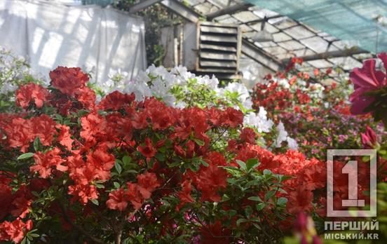 Феєрія барв та незабутній аромат: в оранжереї Криворізького ботанічного саду пишно квітує азалія