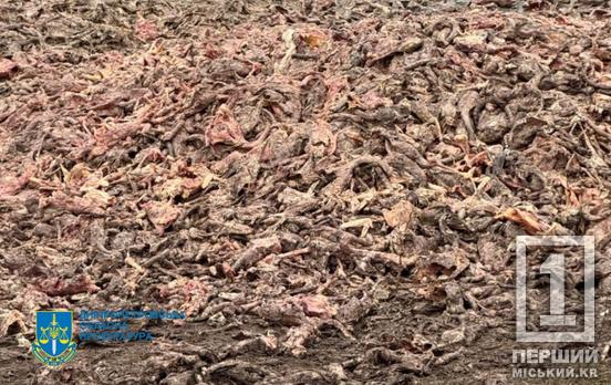 Забруднення землі цинком, міддю, аміачним азотом: на Дніпропетровщині судитимуть трійцю, яка влаштувала відкрите кладовище з залишками тварин