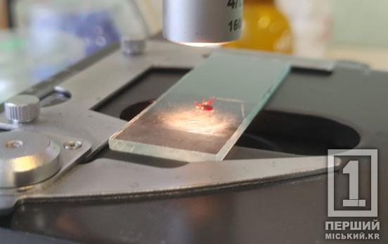 Небезпечний весняний відпочинок: на Дніпропетровщині підтвердили вже 9 випадків хвороби Лайма