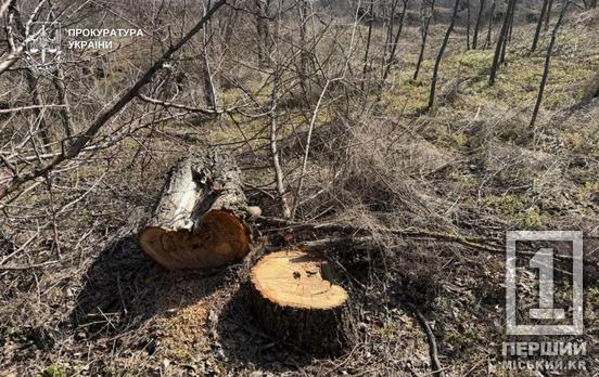 На Криворіжжі судитимуть чоловіка за вирубку дерев у «Візирці»