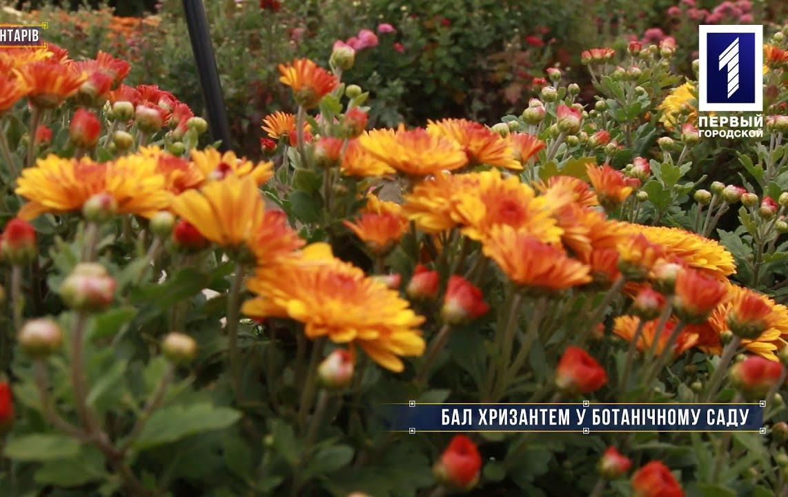 Без коментарів: бал хризантем у ботанічному саду