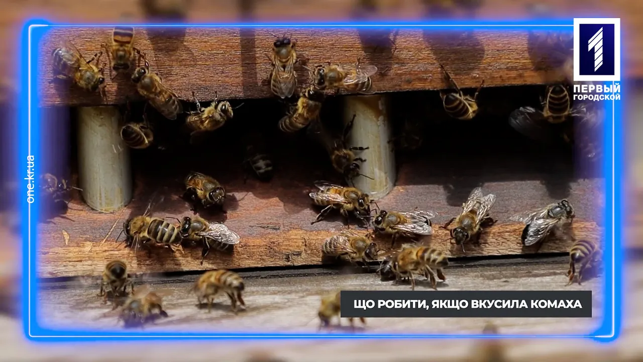 Перша домедична допомога: укуси комах