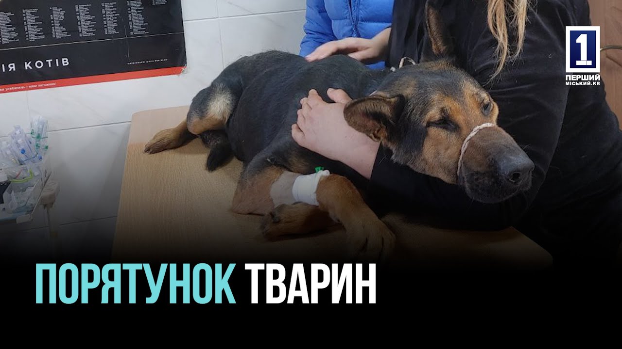 БЛАГОТВОРИТЕЛЬНЫЙ КОНЦЕРТ В ПОДДЕРЖКУ ЭВАКУИРОВАННЫХ ЖИВОТНЫХ