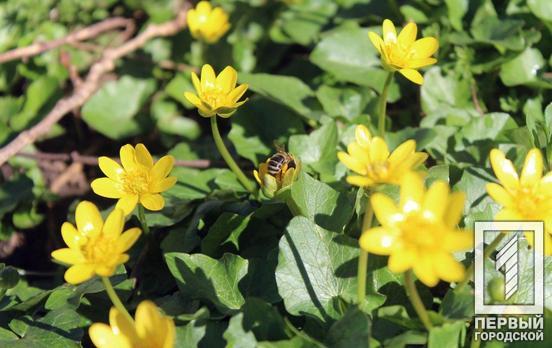 26 марта в Кривой Рог придет потепление