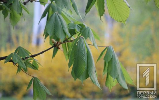 9 мая в Кривом Роге будет прохладный и пасмурный день