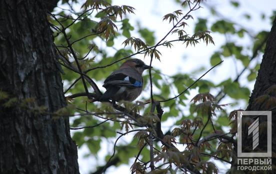 10 мая в Кривом Роге немного потеплеет