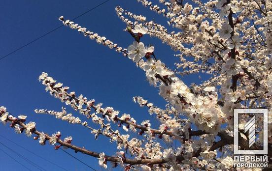 2 апреля в Кривом Роге будет солнечно, без осадков