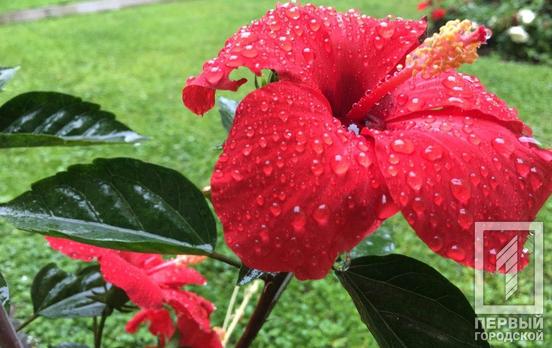 5 мая в Кривом Роге ожидаются грозовые дожди