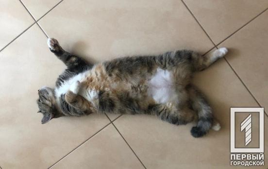 Украинцы на карантине: следят за новостями, готовят еду, смотрят сериалы, – исследование социологов