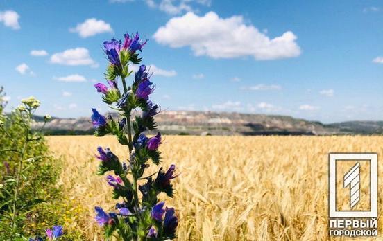 4 июля в Кривом Роге будет экстремальная жара