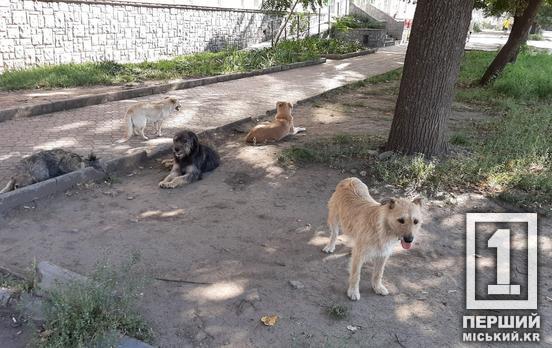 Поки вона годувала безпритульних хвостиків: у Кривому Розі чоловік вдарив мискою жінку, рішення суду