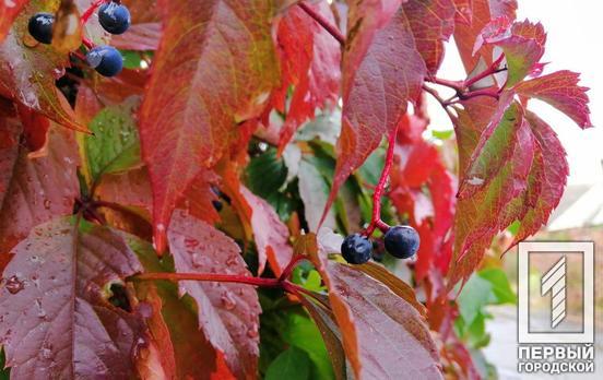 26 мая в Кривом Роге будет гроза