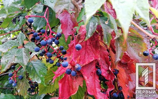 2 октября в Кривом Роге продолжит идти дождь