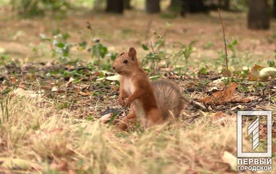 1 января в Кривом Роге может пойти дождь