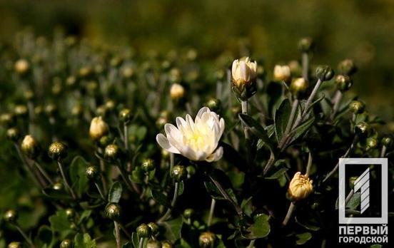 23 июня в Кривом Роге пойдёт небольшой дождь