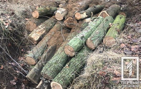 В Кривом Роге «на горячем» поймали «чёрных лесорубов», которые уничтожили дубы