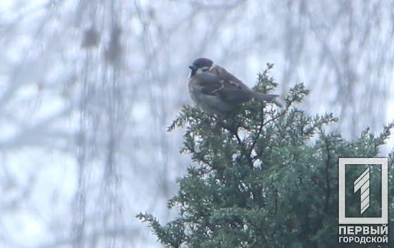 29 декабря в Кривом Роге будет пасмурно