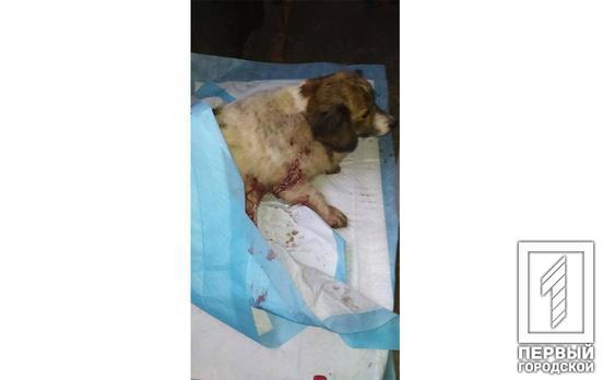 В Кривом Роге нашли собаку с ранами на животе
