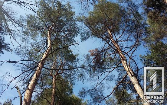 4 февраля в Кривом Роге будет солнечный день