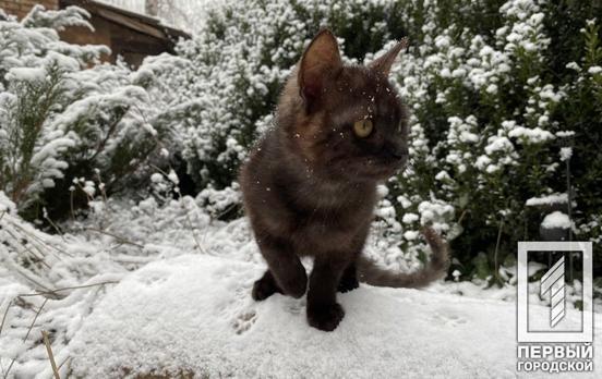 24 декабря в Кривом Роге пойдёт небольшой снег