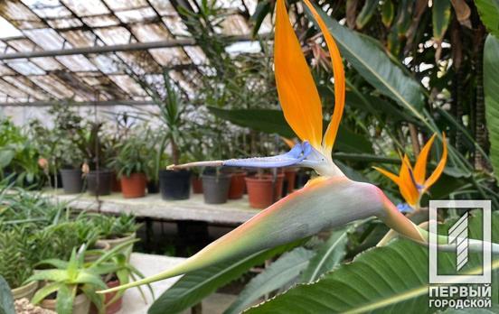 26 января в Кривом Роге будет пасмурная погода