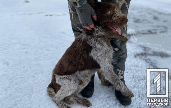За два года работы «Центра обращения с животными» в Кривом Роге удалось стерилизовать больше 2 000 собак