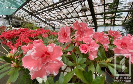 В оранжерею за поцелуй: ботанический сад Кривого Рога устроил акцию ко Дню влюблённых