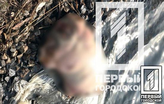 В Кривом Роге в пруду обнаружили труп без конечностей и головы