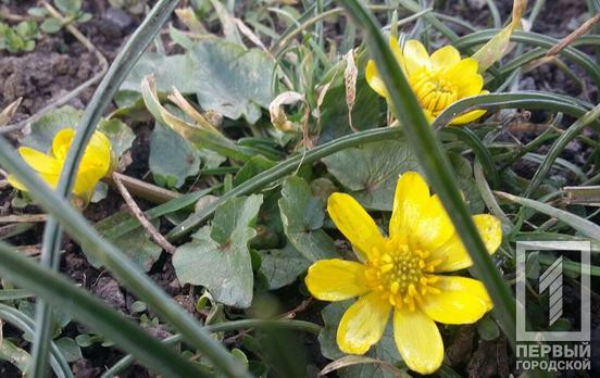 22 февраля в Кривом Роге будет пасмурно, утром обещают дождь