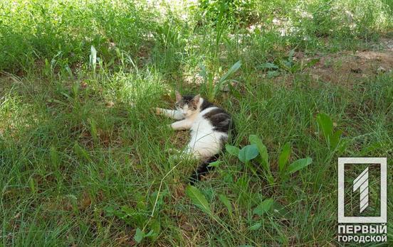 28 февраля в Кривом Роге будет дождь