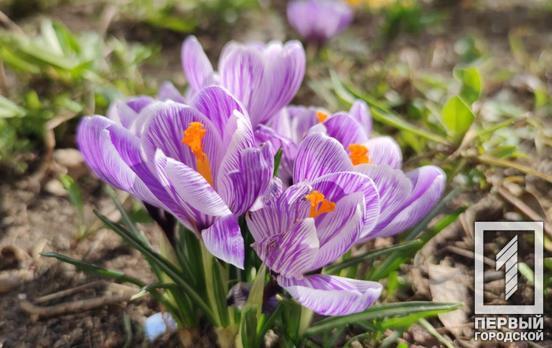 25 марта в Кривом Роге станет немного теплее