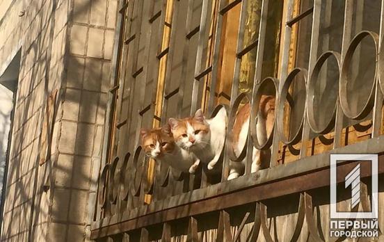 Забрались и не смогли спуститься: спасатели Кривого Рога сняли котов с высоты