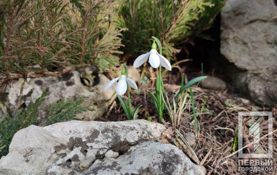11 марта в Кривом Роге будет дождь