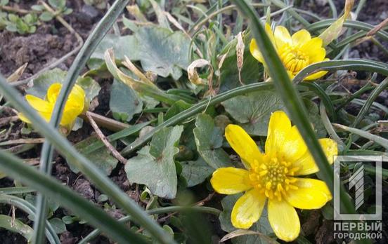 20 марта в Кривом Роге будет пасмурно, но с прояснениями