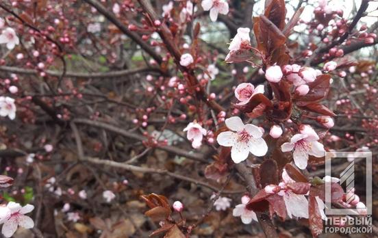 23 апреля в Кривом Роге станет немного теплее