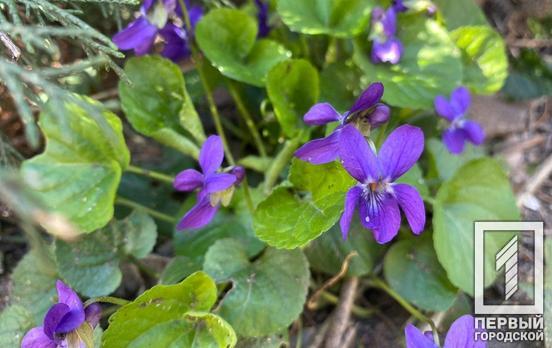 27 марта в Кривом Роге осадки не предвидятся