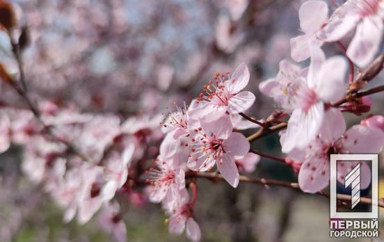 29 марта в Кривом Роге возможен дождь