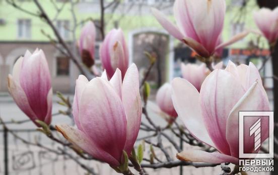 В последний день марта в Кривом Роге существенно похолодает