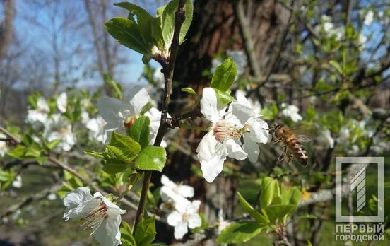 Жителей Кривого Рога 4 апреля ждёт солнечная суббота